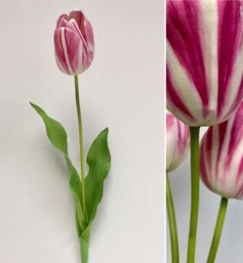 Dutch Tulip