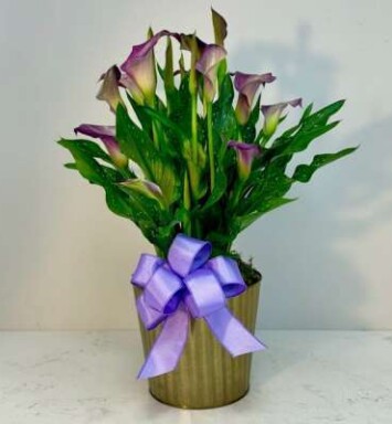 Calla Lily Crush