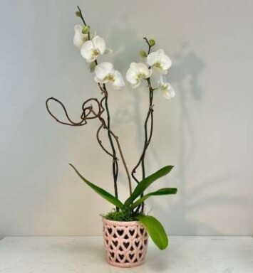 Cherished Heart Orchid